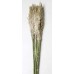 PLUME REED PRESERVED  Ivory 36"-40"OUT OF STOCK
